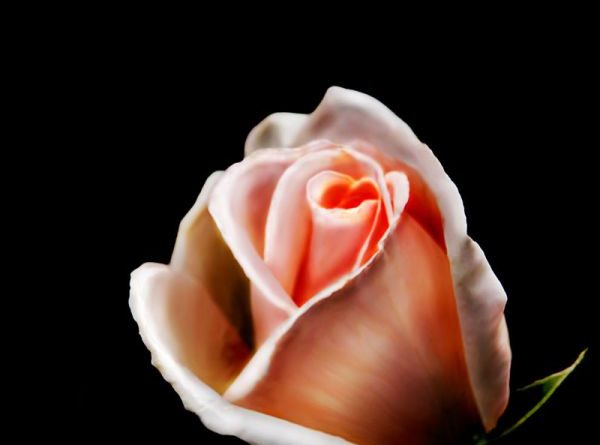 New Beginning - Painted Rose