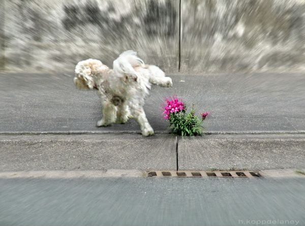 Urban Life