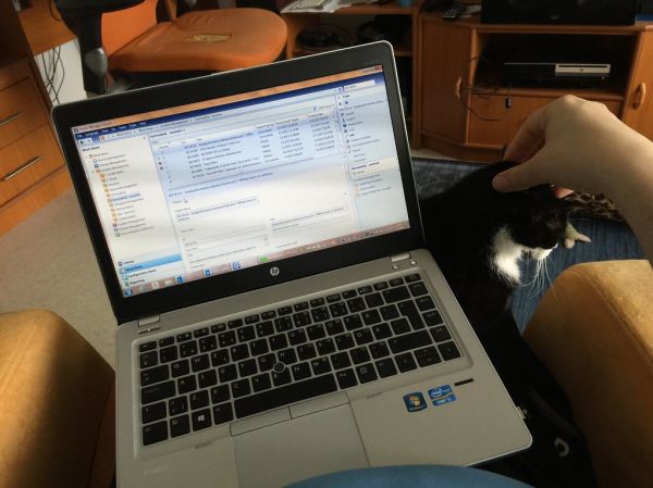 Laptop Cat