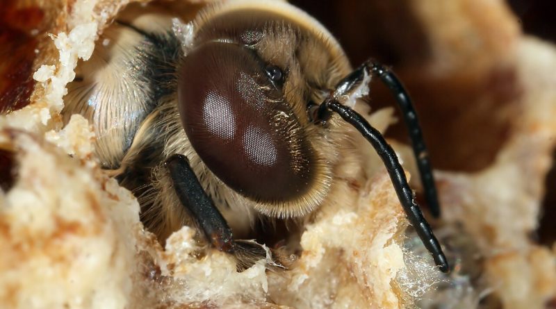 Apis mellifera carnica drone aborning.jpg