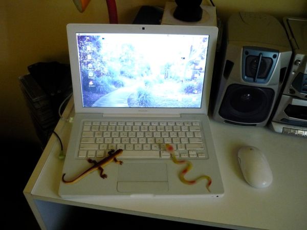 Computer Creatures work less well with laptops